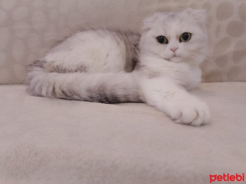 Scottish Fold, Kedi  masha fotoğrafı