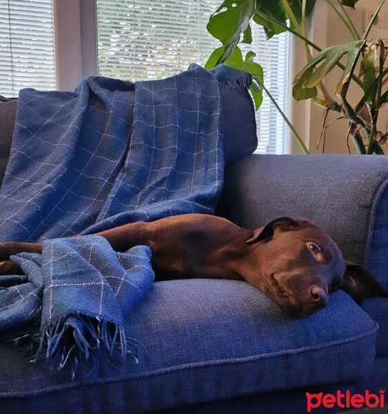 Labrador Retriever, Köpek  Romi fotoğrafı