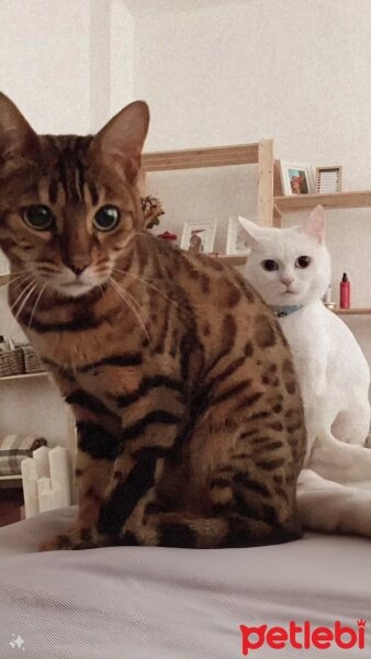 Bengal, Kedi  Alina fotoğrafı