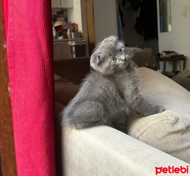 Scottish Fold, Kedi  İsimsiz şuan fotoğrafı