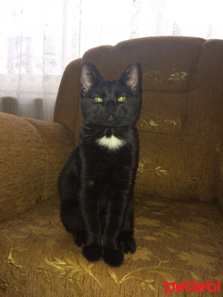 Bombay, Kedi  Mişel fotoğrafı