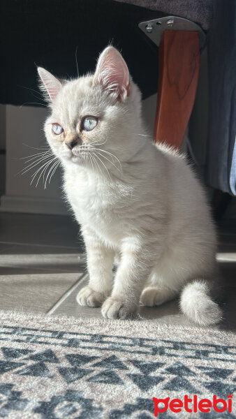 British Shorthair, Kedi  Minnak fotoğrafı