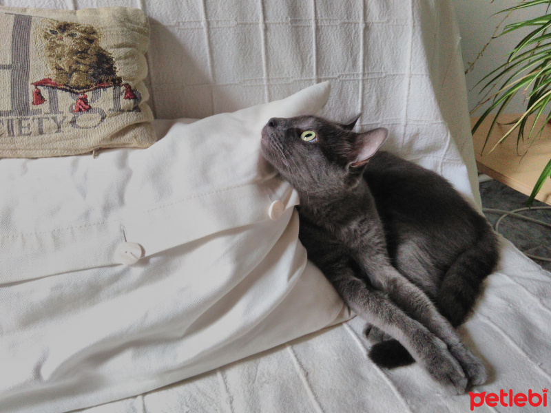 Chartreux, Kedi  Kiki fotoğrafı