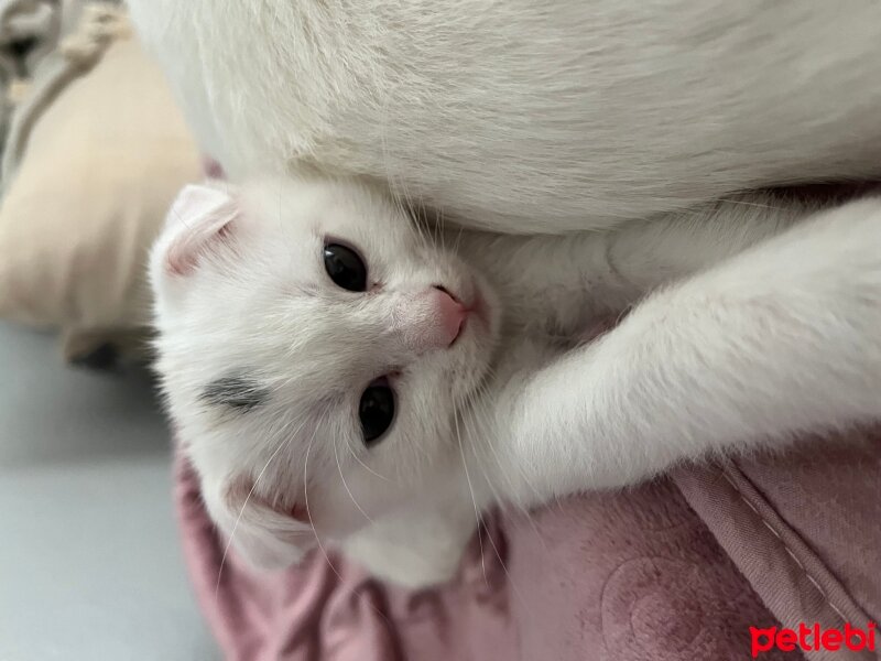 British Longhair, Kedi  Koymadık fotoğrafı