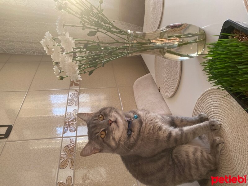 Mavi Rus, Kedi  Panter fotoğrafı