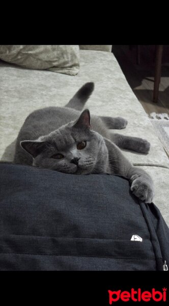 British Shorthair, Kedi  MINCIR fotoğrafı