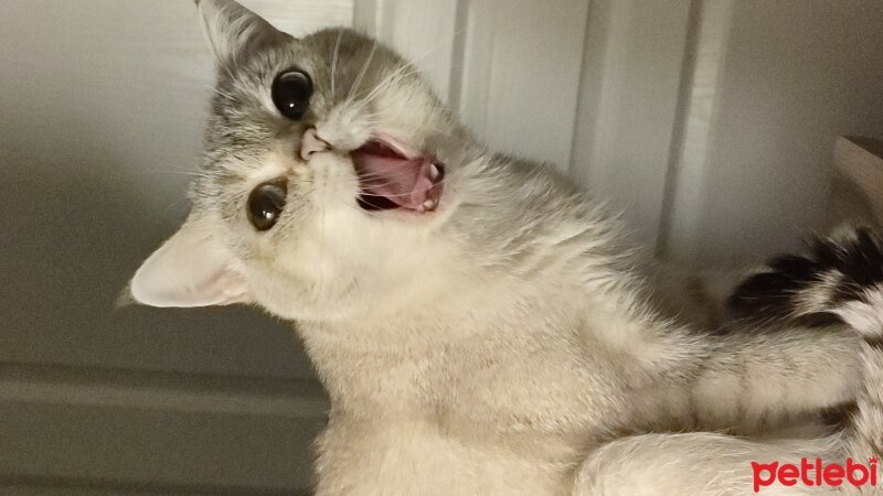 British Shorthair, Kedi  Ares fotoğrafı