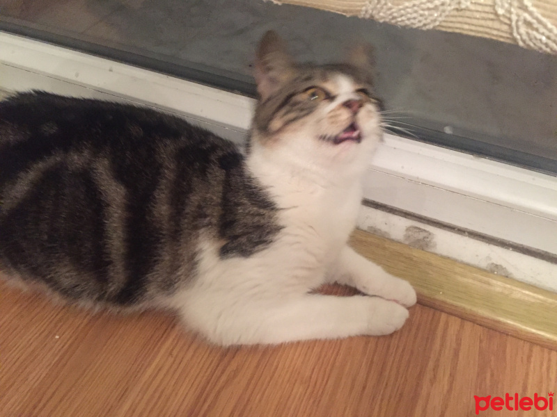 Tekir Kedi, Kedi  ŞEKER fotoğrafı