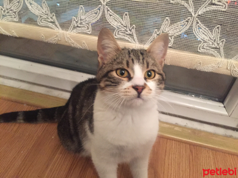 Tekir Kedi, Kedi  ŞEKER fotoğrafı