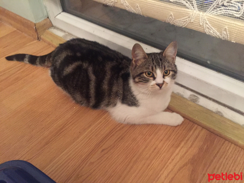 Tekir Kedi, Kedi  ŞEKER fotoğrafı