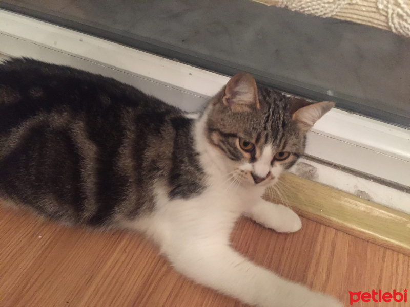 Tekir Kedi, Kedi  ŞEKER fotoğrafı