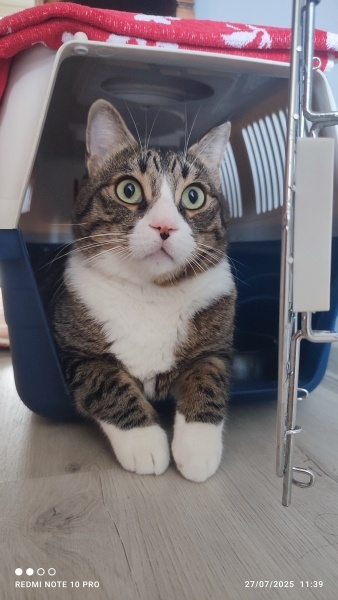 Tekir Kedi, Kedi  Sherlock fotoğrafı