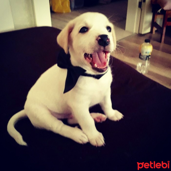 Jack Russell Terrier, Köpek  Jesse Pickman fotoğrafı