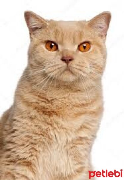 British Longhair, Kedi  Tarçın fotoğrafı