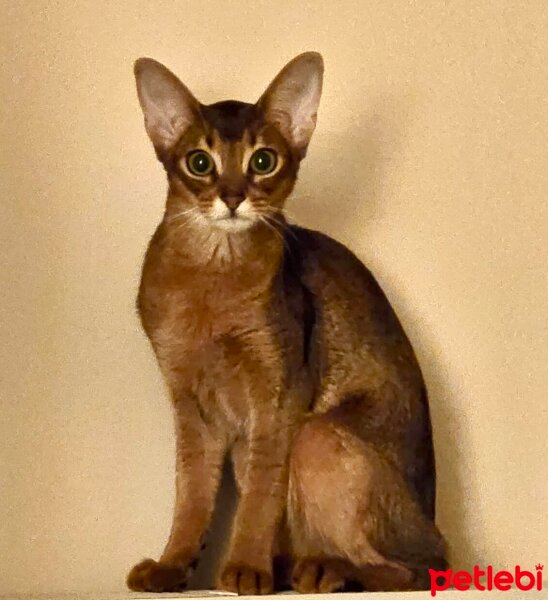 Abyssinian, Kedi  GINGER fotoğrafı