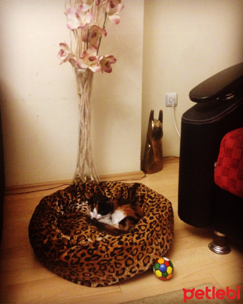 Tekir Kedi, Kedi  Pati fotoğrafı