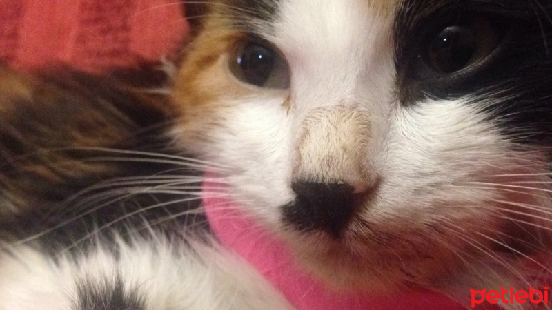 Tekir Kedi, Kedi  Pati fotoğrafı