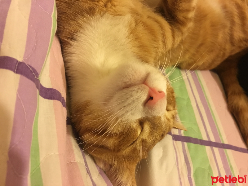 Tekir Kedi, Kedi  Şakir fotoğrafı