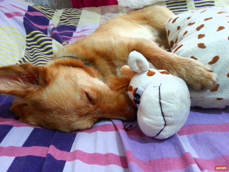 Siyah ve Açık Kahverengi Rakun Tazısı, Köpek  kaymak fotoğrafı