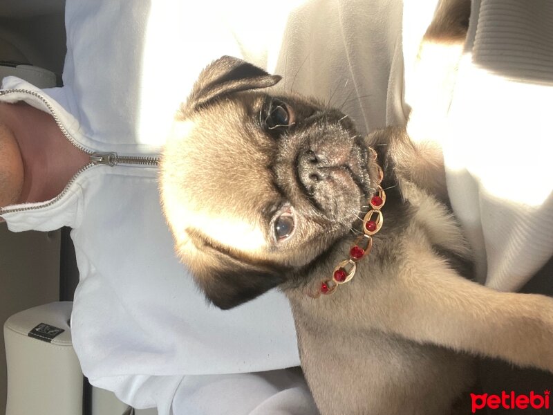 Pug, Köpek  Coco fotoğrafı