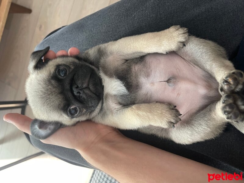 Pug, Köpek  Coco fotoğrafı