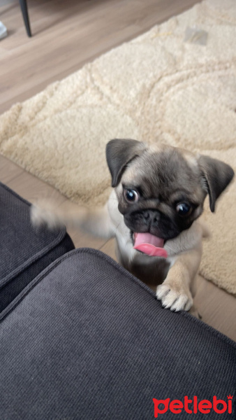 Pug, Köpek  Coco fotoğrafı