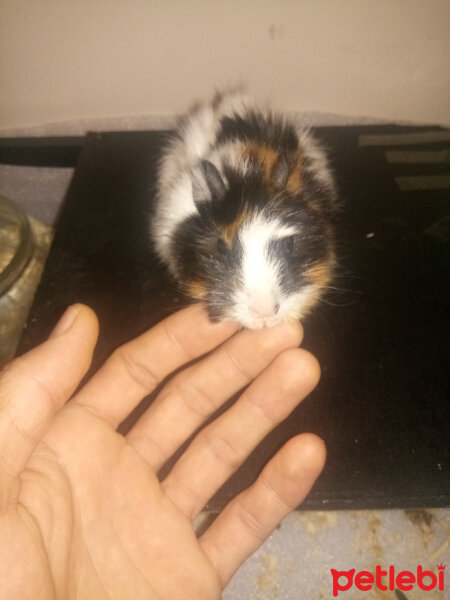 Guinea Pig, Kemirgen  Fadiş fotoğrafı