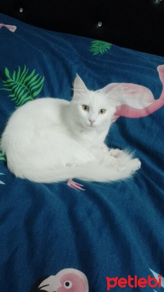 British Longhair, Kedi  Pamuk fotoğrafı