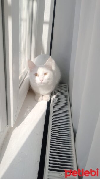 British Longhair, Kedi  Pamuk fotoğrafı