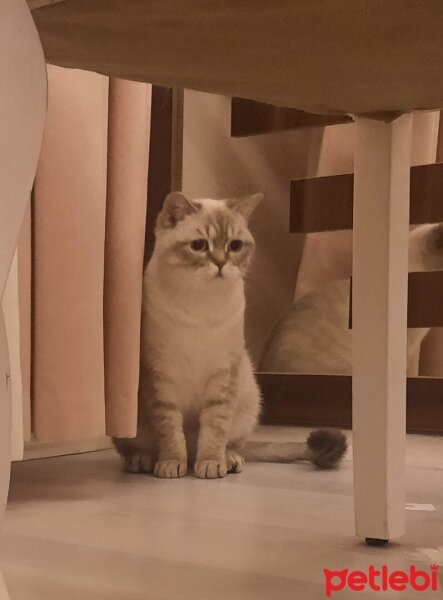 British Shorthair, Kedi  PAMUK fotoğrafı