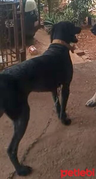 Polonya Tazısı, Köpek  Narin fotoğrafı