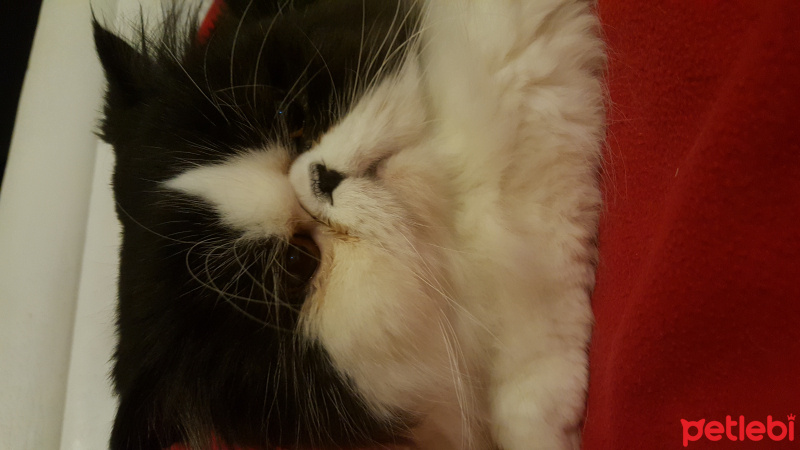 Exotic Shorthair, Kedi  LİKÖR fotoğrafı