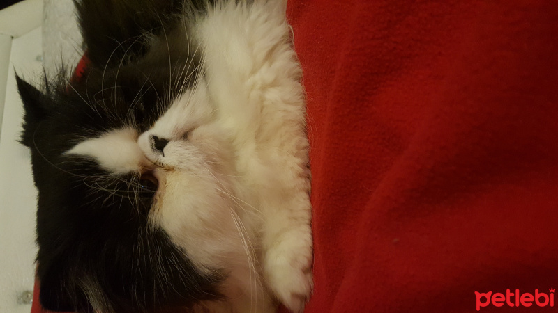 Exotic Shorthair, Kedi  LİKÖR fotoğrafı