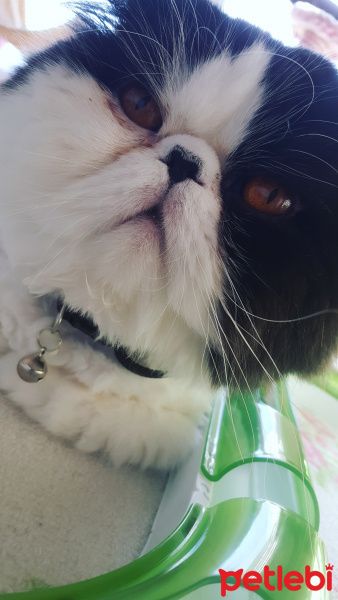 Exotic Shorthair, Kedi  LİKÖR fotoğrafı