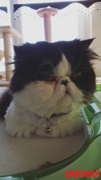 Exotic Shorthair, Kedi  LİKÖR fotoğrafı