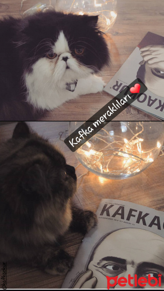 Exotic Shorthair, Kedi  LİKÖR fotoğrafı
