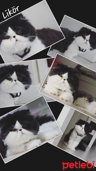 Exotic Shorthair, Kedi  LİKÖR fotoğrafı