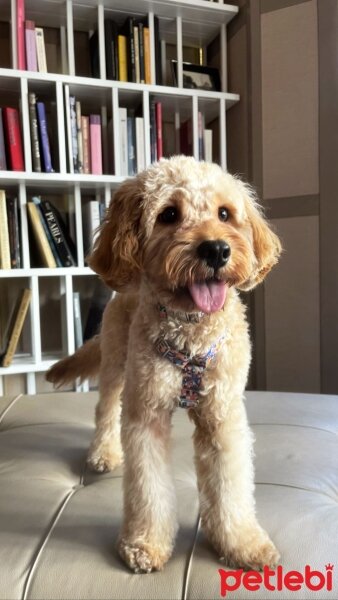 Poodle(Standart Kaniş), Köpek  LION fotoğrafı