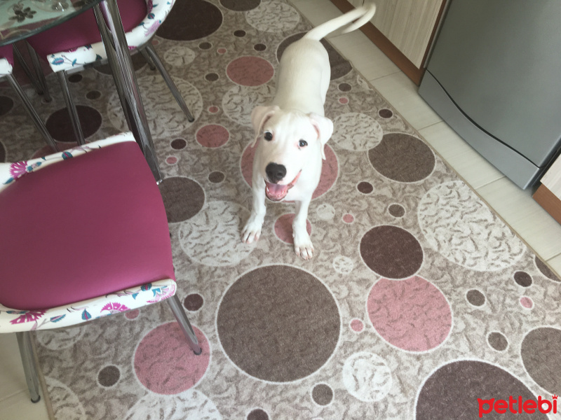Dogo Arjantin, Köpek  Odin fotoğrafı