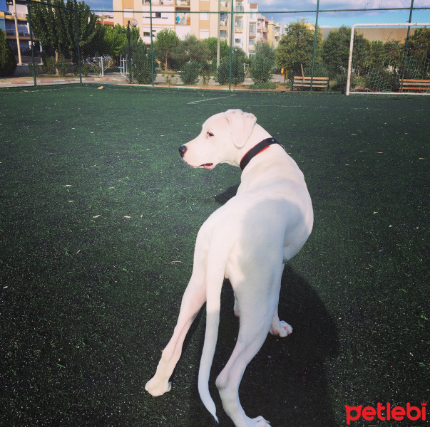 Dogo Arjantin, Köpek  Odin fotoğrafı