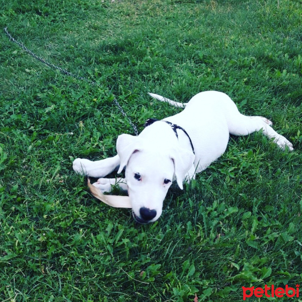Dogo Arjantin, Köpek  Odin fotoğrafı