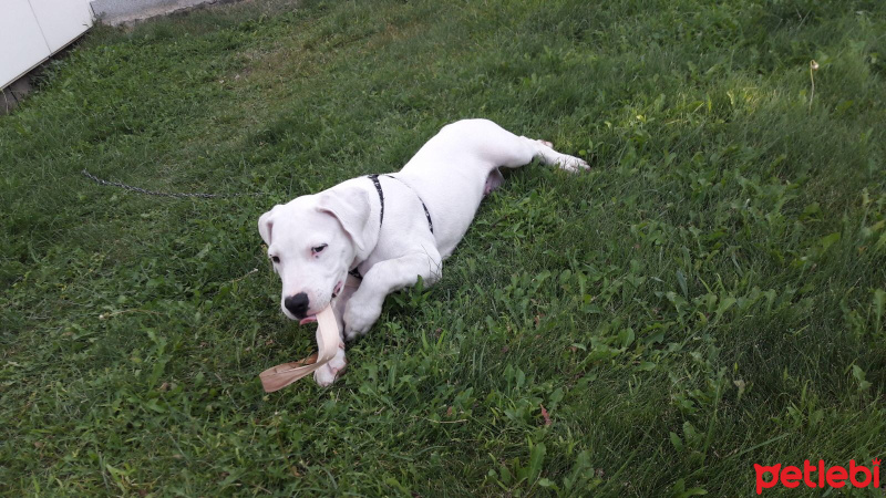 Dogo Arjantin, Köpek  Odin fotoğrafı