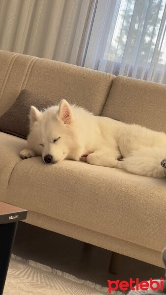 Samoyed, Köpek  Sky fotoğrafı