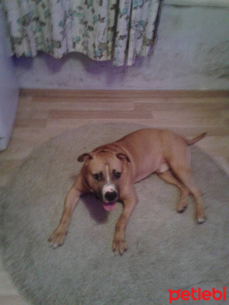 Amerikan Staffordshire Terrier, Köpek  hektor fotoğrafı