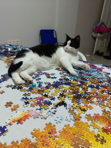 Tekir Kedi, Kedi  Tırtıl fotoğrafı