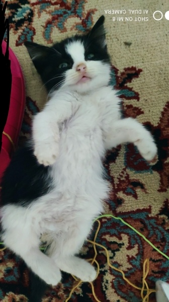 Tekir Kedi, Kedi  Tırtıl fotoğrafı