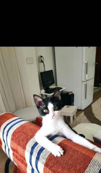 Tekir Kedi, Kedi  Tırtıl fotoğrafı