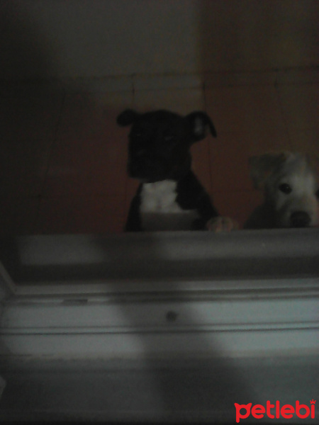 Staffordshire Bull Terrier, Köpek  Daisy fotoğrafı