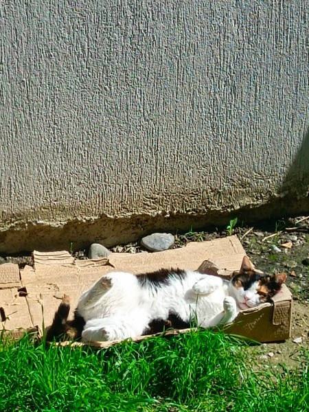 Tekir Kedi, Kedi  Ponpon fotoğrafı