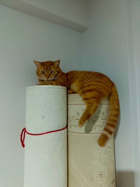 Tekir Kedi, Kedi  Sarı fotoğrafı